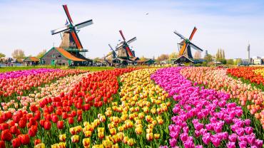 Dutch tulip field