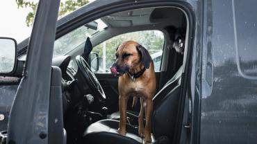 Dog sitting in front seat of car