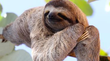 Can You Succeed at Work Without Working Hard? 