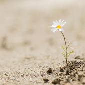 daisy growing out of dirt