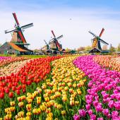 Dutch tulip field