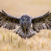 Owl with wings spread