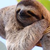 Can You Succeed at Work Without Working Hard? 