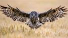 Owl with wings spread